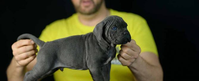 buy cane corso puppies in lancaster and breeders of italian mastiff in Pensilvania