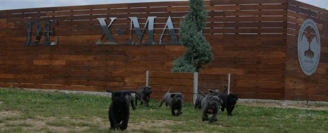 buy cane corso puppies in san bernardino and breeders of italian mastiff in California