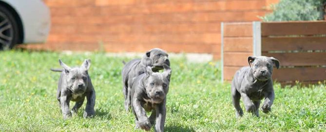 buy dog cane corso in chicago and for sale italian mastiff puppies in Ohio