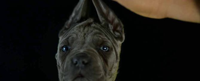 comprar cachorros de cane corso en Granada y Criadores de cane corso en Andalucia