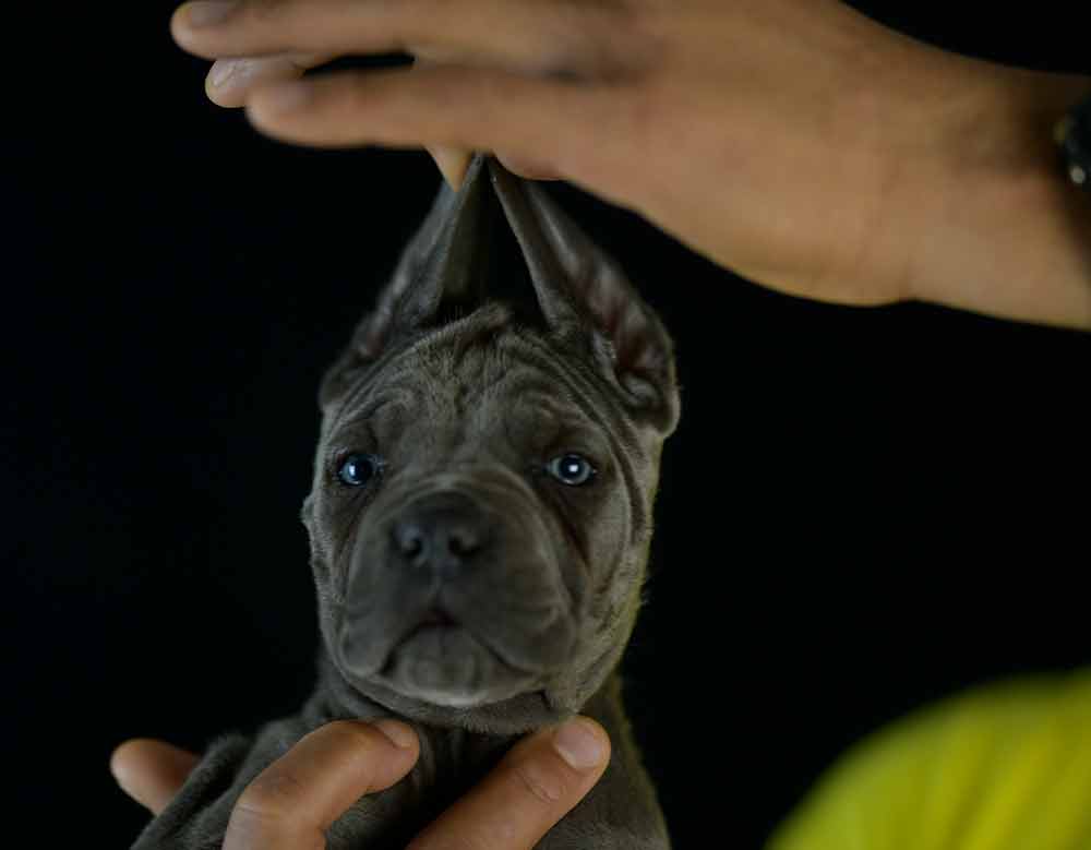 comprar cachorros de cane corso en Granada y Criadores de cane corso en Andalucia