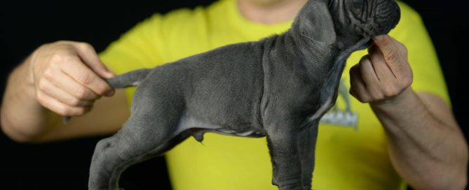 comprar cachorros de cane corso en Orense y Criadores de cane corso en Galicia