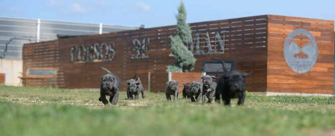 comprar cachorros de cane corso en Pontevedra y Criadores de cane corso en Galicia