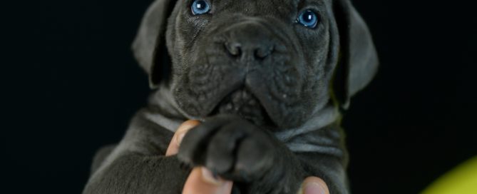 comprar cachorros de cane corso en la la rioja y criadores de cane corso