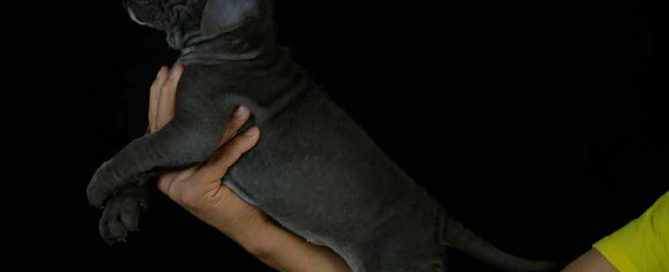 comprar cachorros de perro cane corso en Fuerteventura y criadores de cane corso en Las Canarias