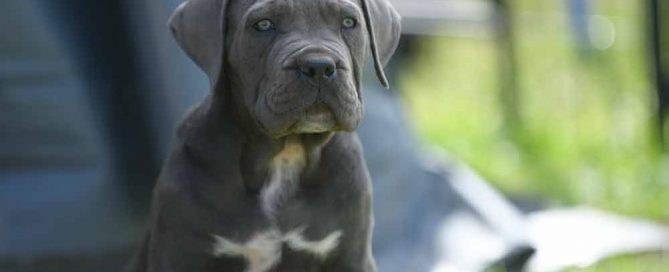 comprar cane corsos en canarias tenerife y venta de cachorros de cane corso Italiano