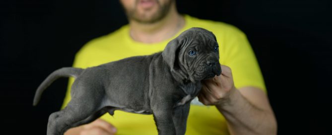 comprar perro cane corso en Ronda y venta de cachorros de mastin italiano en Malaga Andalucia