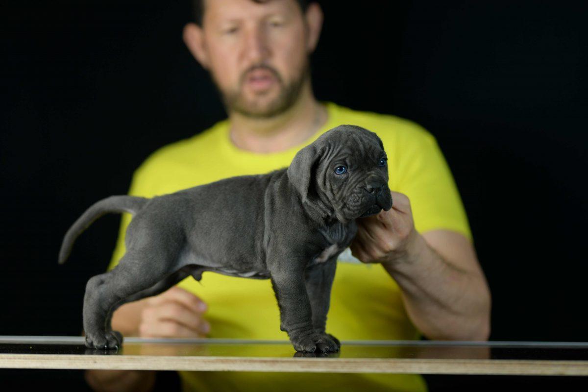 comprar perro cane corso en Ronda y venta de cachorros de mastin italiano en Malaga Andalucia