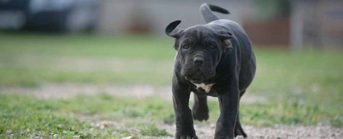 comprar-perro-cane-corso-italiano-en-torremolinos-y-venta-de-cachorros-de-canecorso-en-malaga