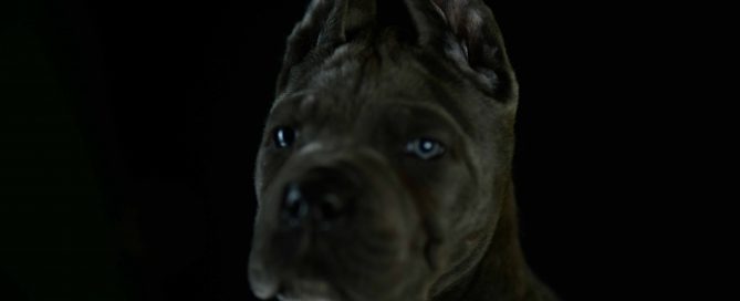 compre um cachorro italiano cane corso em sao paolo e venat para filhotes de cane corso no brasil