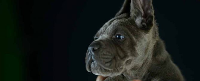 donde comprar cachorros de cane corso en Murcia y Criadores de cane corso