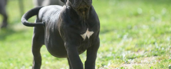 donde comprar cachorros de perro cane corso en Mahón, Menorca, Islas Baleares