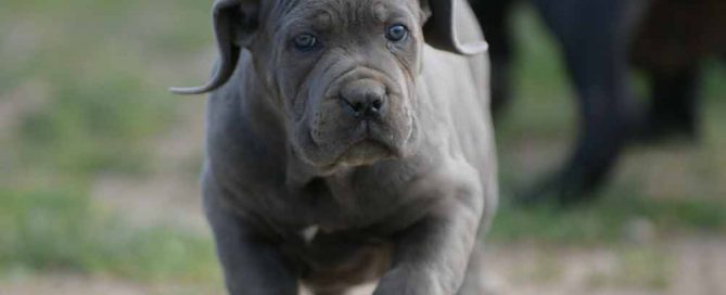 donde comprar perro cane corso en Altea y criadores de canecorso en Alicante