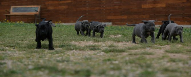 donde comprar perro cane corso italiano en Jaen