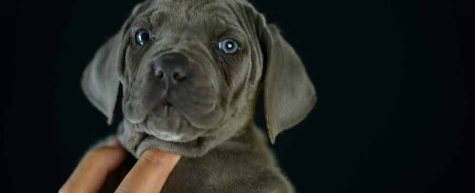 donde comprar perro cane corso italiano en Manilva y cachorros de canecorso en Malaga
