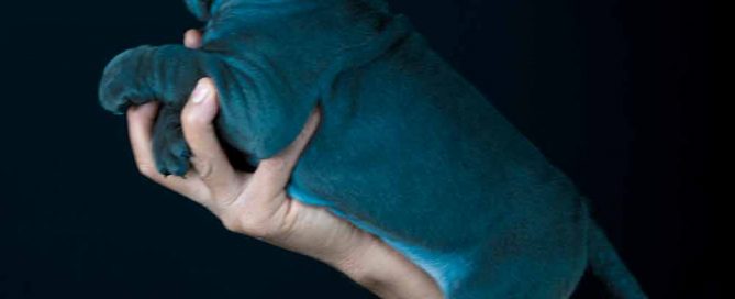 en Los Angeles, California,USA