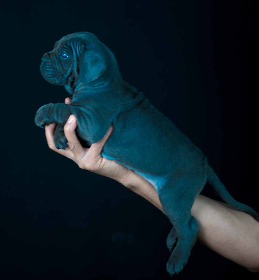 en Los Angeles, California,USA