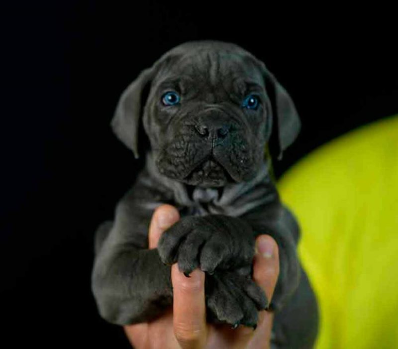 for sale cane corso puppies in yonkers and breeders in New