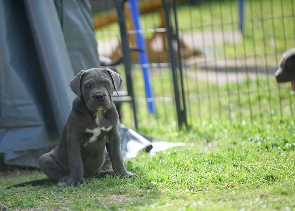 for sale cane corso puppies in yonkers and breeders in New york1