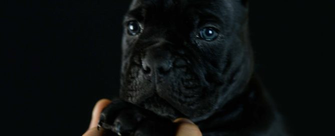 where buy cane corso in Hayward and for sale Cane corso puppies in CA