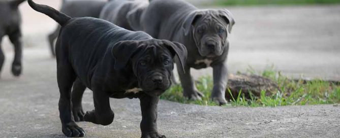 where buy cane corso in Huntsville and breeders of Italian mastiff in Alabama