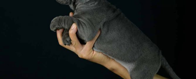 where buy cane corso in Knoxville and breeders of cane corso in Tennessee