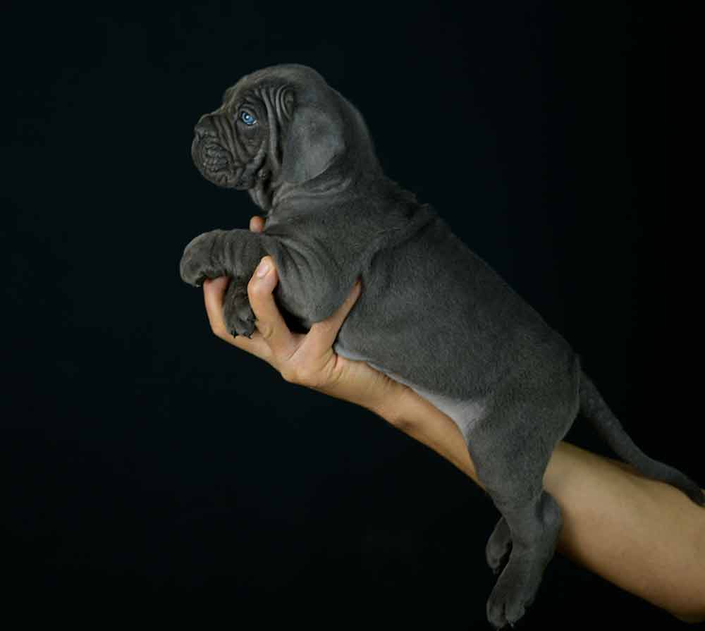 where buy cane corso in Knoxville and breeders of cane corso in Tennessee