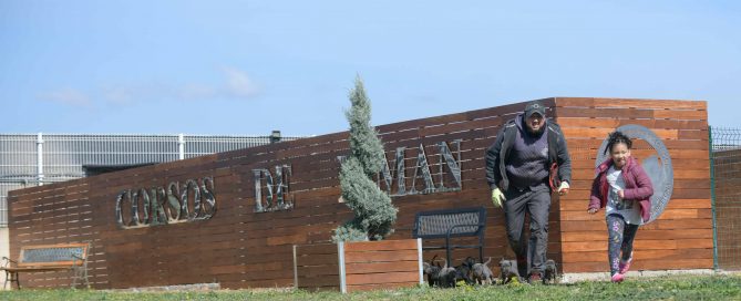 where buy cane corso in Lincoln and breeders of cane corso in Nebraska