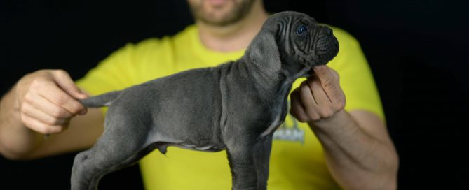 where buy cane corso in Little Rock and breeders of italian mastiff in Arkansas