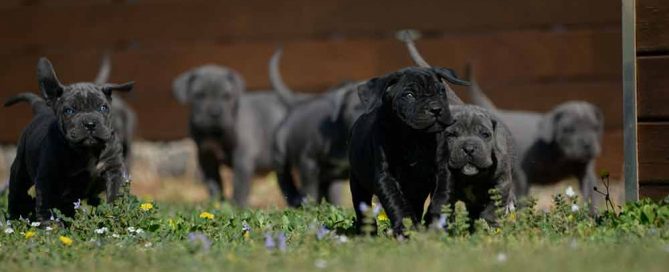 where buy cane corso in Saint Paul and for sale canecorsos in Minnesotta