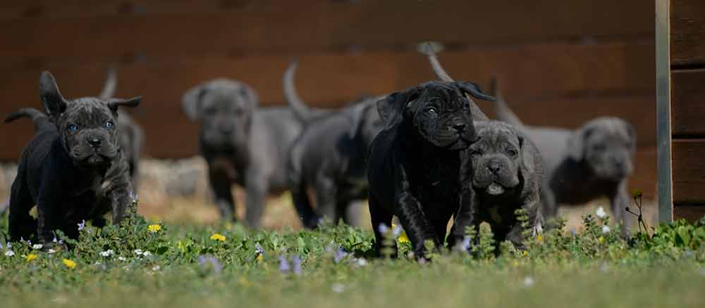where buy cane corso in Saint Paul and for sale canecorsos in Minnesotta