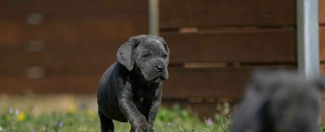 where buy cane corso in Sioux Falls and breeders of Italian mastiff in South Dakota