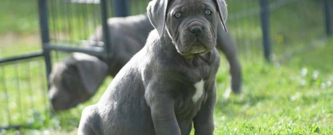 where buy cane corso in Worcerster and for sale cane corso puppies in Massachusetts
