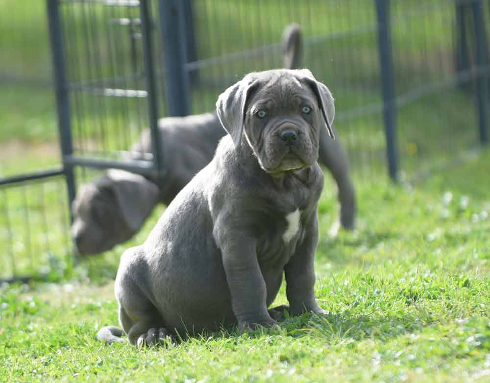 where buy cane corso in Worcerster and for sale cane corso puppies in Massachusetts