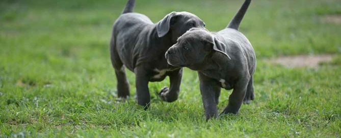 where buy cane corso in fort Lauderdale and breeders of italian mastiff in florida