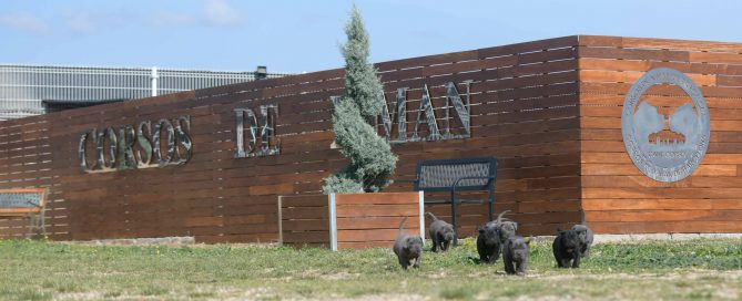 where buy cane corso in tallahassee and Italian mastiff breeders in florida