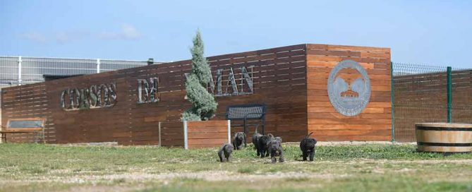 where buy cane corso puppies in alexandria and breeders of canecorso in Virginia