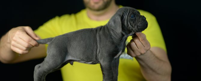 where buy cane corso puppies in jackson and breeders of italian mastiff in Misisipi