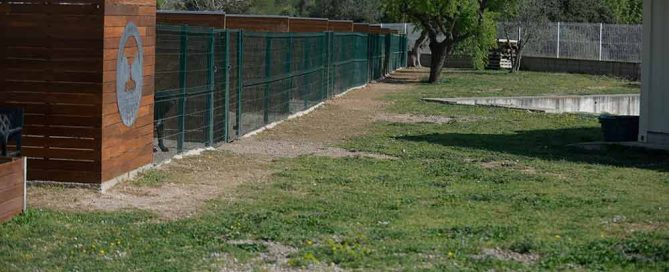 where buy cane corso puppy in Moreno Valley and for sale cane corso puppy in California1