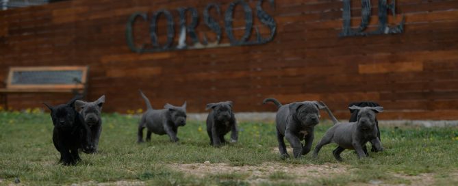 where buy cane corsos in Newark and breeders of cane corso in New Jersey