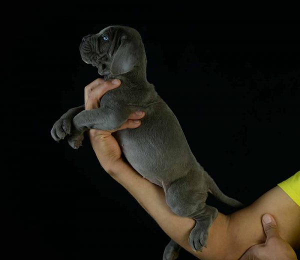 where buy cane corsos in Newark and breeders of cane corso in New