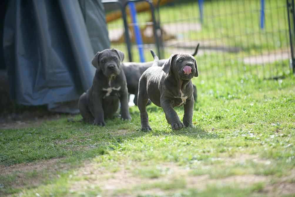 where buy canecorso in ford lauderdale and breeders of italian mastiff in florida 1