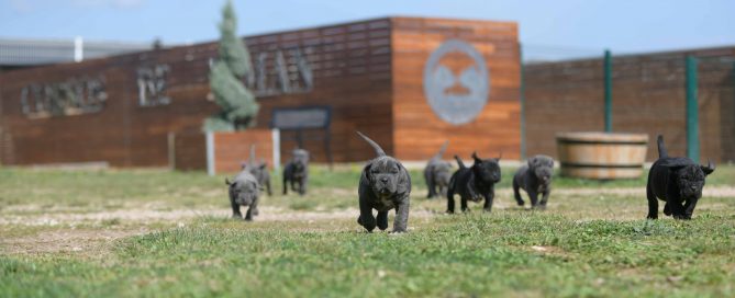 where buy canecorsos in Norfolk and breeders of italian mastiff in Uk England