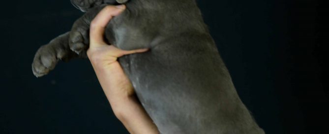 where buy dog cane corso in Garland and breeders of italian mastiff in Texas