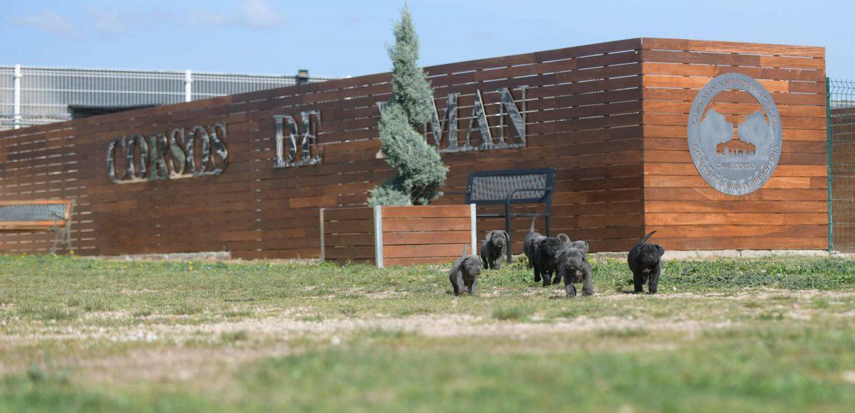 where buy dog cane corso in Hollywood and for sale cane corso puppies in Los Angeles