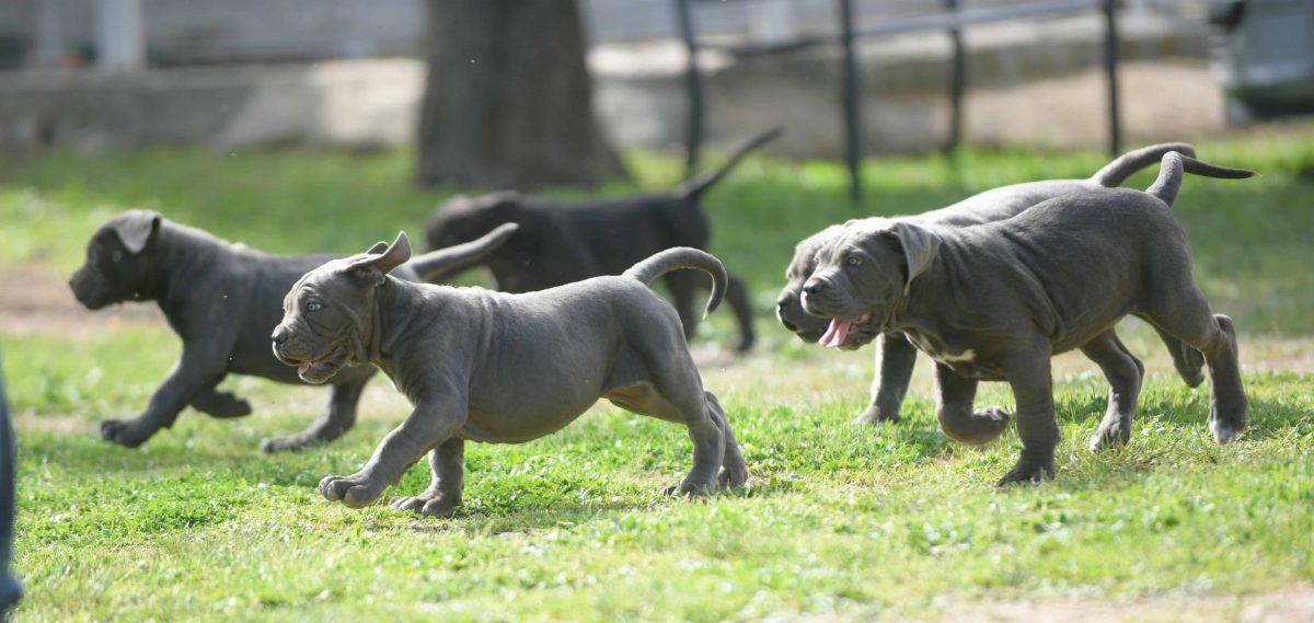 where buy dog cane corso in Salt Lake City and breeders of dog cane