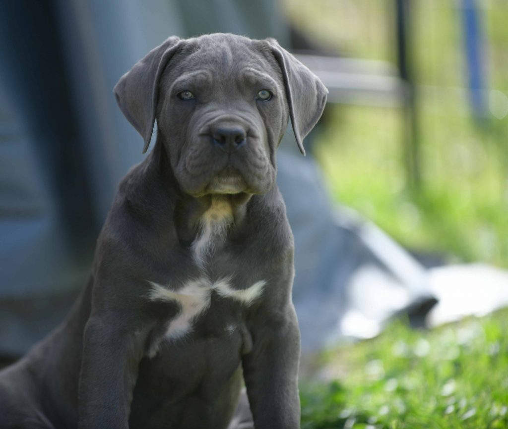 where buy dog cane corso in Salt Lake City and breeders of dog cane