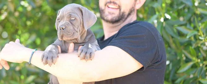 where buy dog cane corso puppies in Chattanooga and for sale italian mastiff in Tennessee