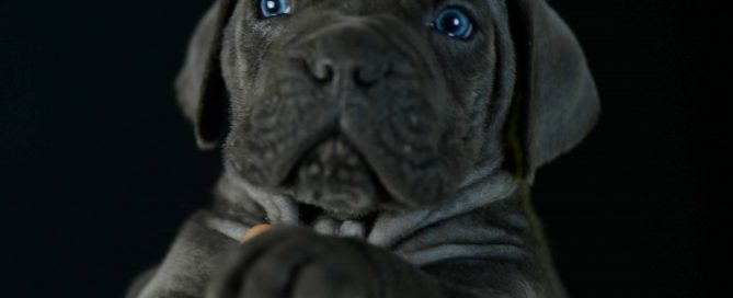 where buy dog canecorso in Elk Grove and for sale italian mastiff puppies in California