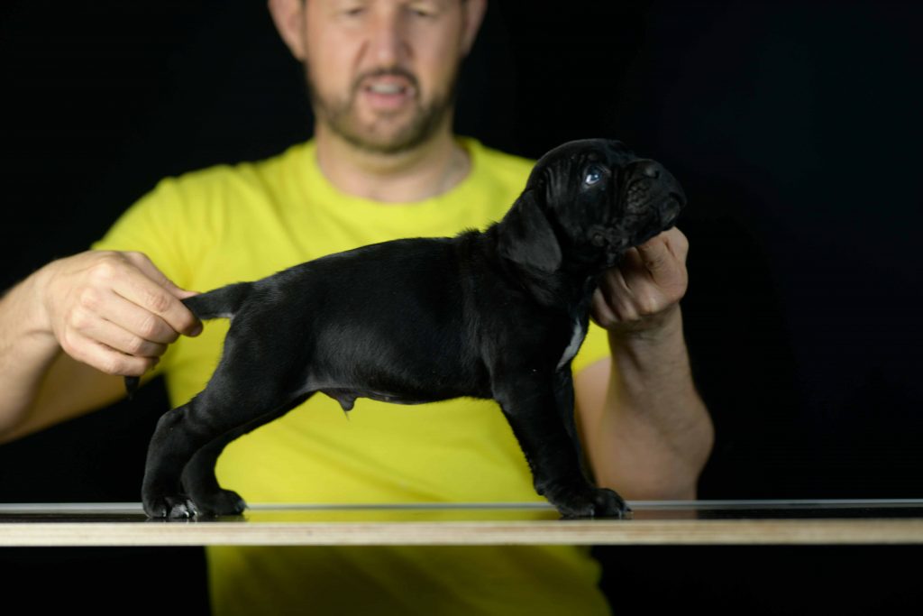 where buy dog canecorso in Elk Grove and for sale italian mastiff puppies in California1